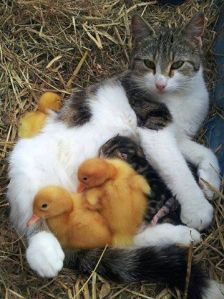 cat and chicks
